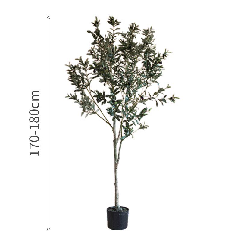 180cm-olivo