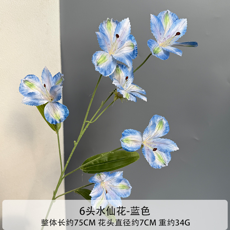 6 narcisos