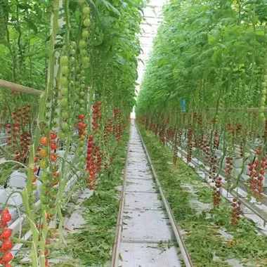 Estufa hidropônica cultivando para tomate/estufa agrícola/hidropônica fazenda
