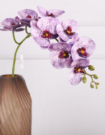 ดอกบัวแดง