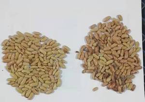 Selezionatore ottico di fagioli svizzeri selezionatrice di colori CCD intelligente fagioli bianchi diversi colori certificazione CE - Product Image 6