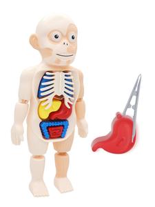 最畅销的简单人体器官结构模型玩具科学教育儿童Diy套件。 - Product Image 5