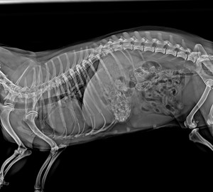 Vet DR 32kw Sistema de radiografía digital Pantalla táctil Máquina DE RAYOS X veterinaria para equipos de rayos X de animales para uso veterinario - Product Image 3