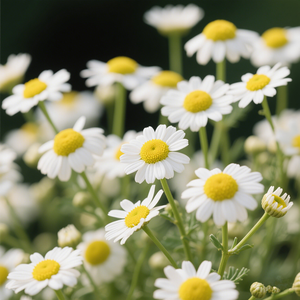 Competitive Price Pure Natural Roman Chamomile Essential <strong>Oil</strong> for Beauty and Skin Care with Best Price - Product Image 3