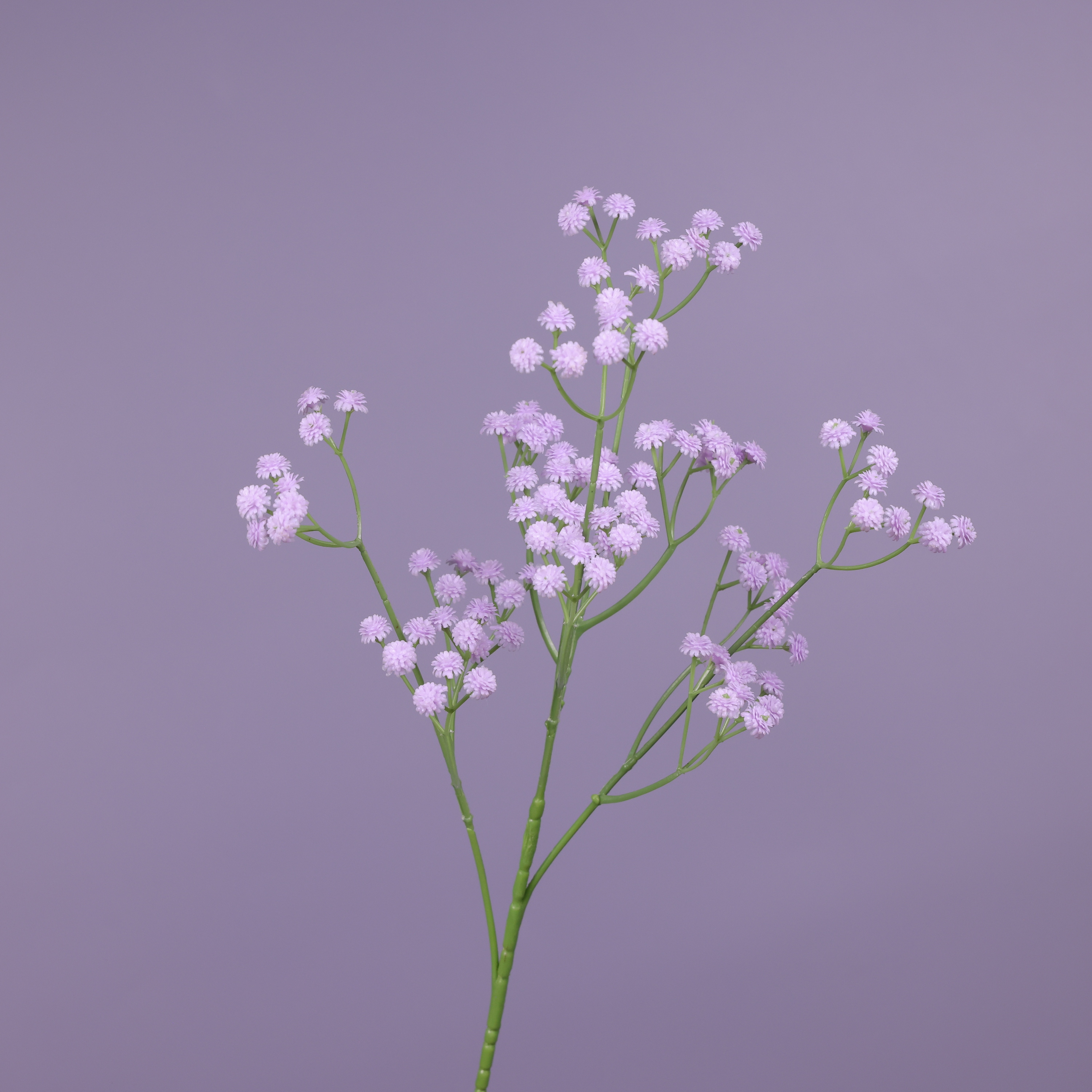 Lavanda