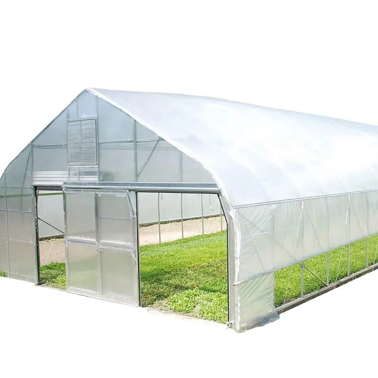Low Cost Stable Agricultural single span greenhouses hydroponic strawberry/lettuce /tomato green house
