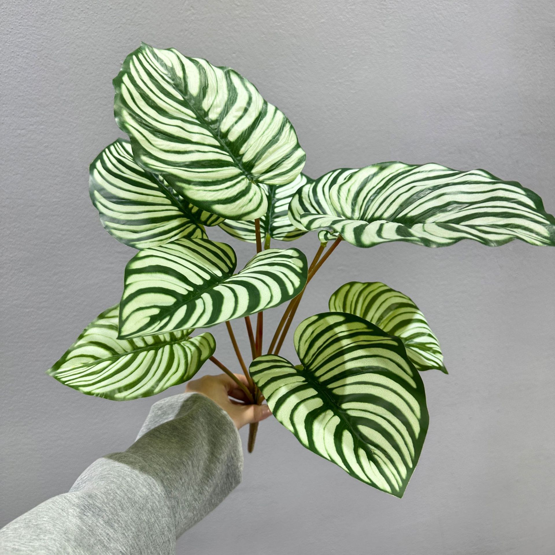 9 grandes feuilles de palmier blanches vertes