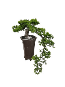 Landscape Coffee <strong>Tree</strong> of 130cm for Hotel or Office Buildings or Home Decoration Using - Product Image 3