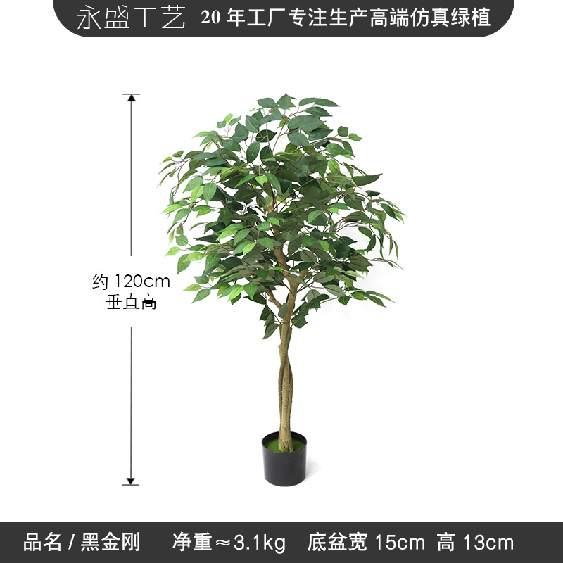 120cm banyan tree