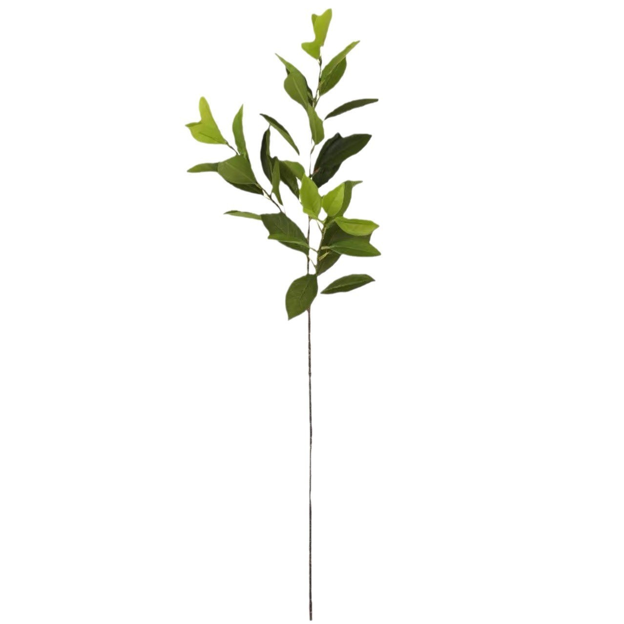 Vert