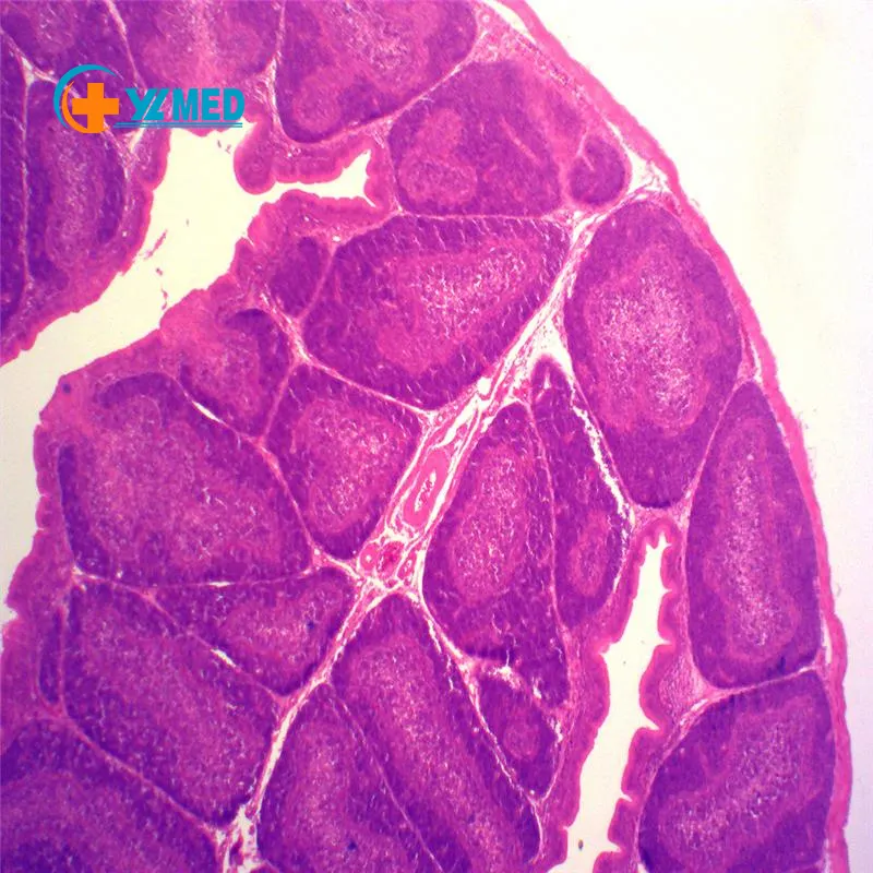 Diapositive istologia microscopio educativi professionali fegato preparato con il certificato del CE