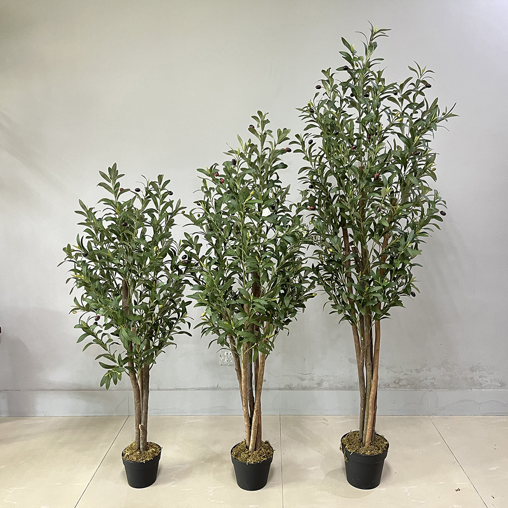 Olive 3