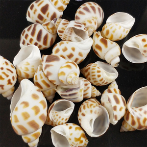 เปลือกหอยสังข์ธรรมชาติสำหรับขายเปลือกหอยธรรมชาติลดราคา - Product Image 6