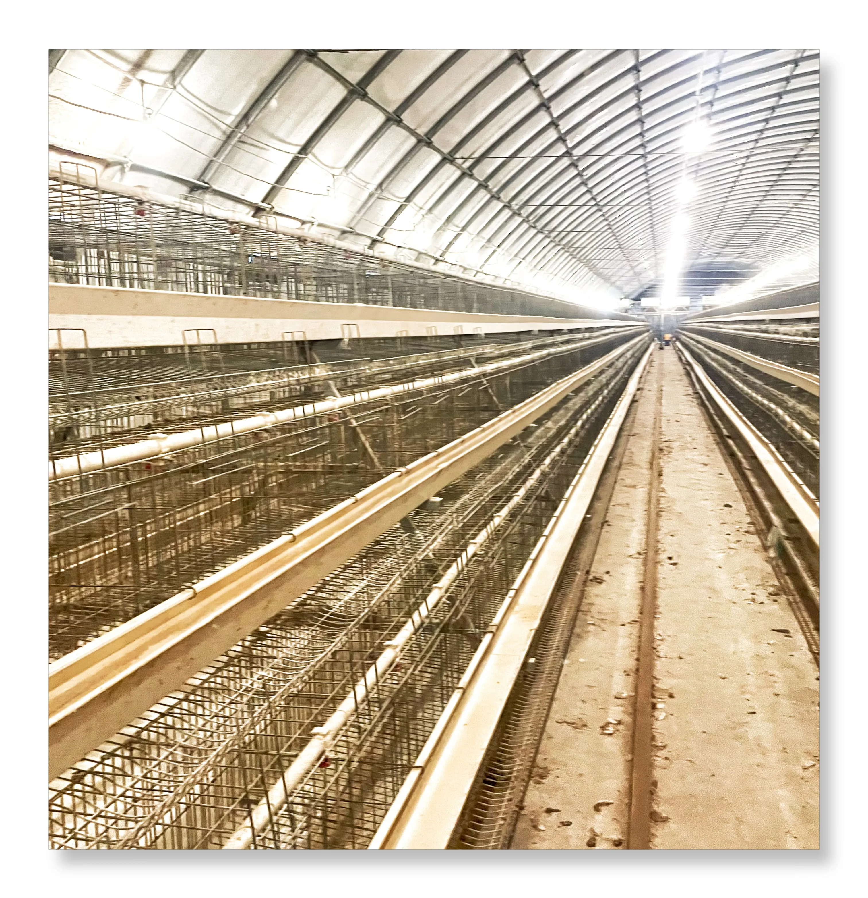 2024 hot sale Chicken Cage For 8000 Birds Chicken cage poultry farm equipment Chicken House