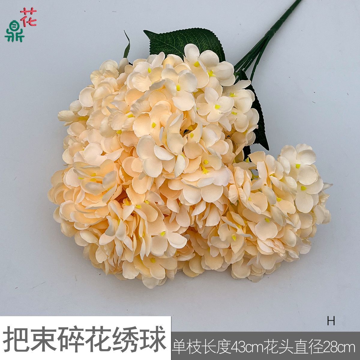 ช่อดอกไฮเดรนเยียสีแชมเปญ