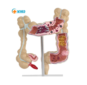 Tıbbi model beyin anorektal doktor-hasta İletişimi anatomik model insan bağırsak modeli - Product Image 1