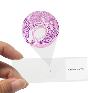 Giun đất t. S. Chuẩn bị trượt thực vật học động vật kính hiển vi phòng thí nghiệm trượt giảng dạy vật tư giáo dục - Product Image 1