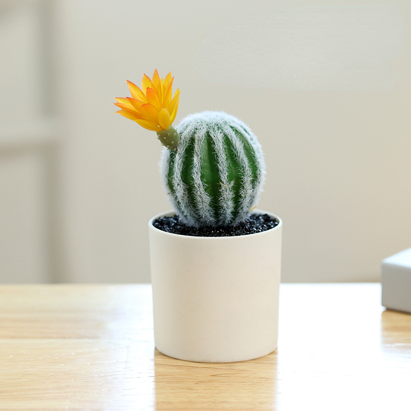 Small Pot Plant (Plastic Basin)