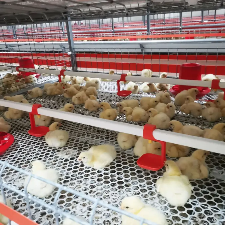 Capacidad pájaro tipo H marco batería puesta de huevos pollo multifuncional proporcionado gallinero jaulas para pollos