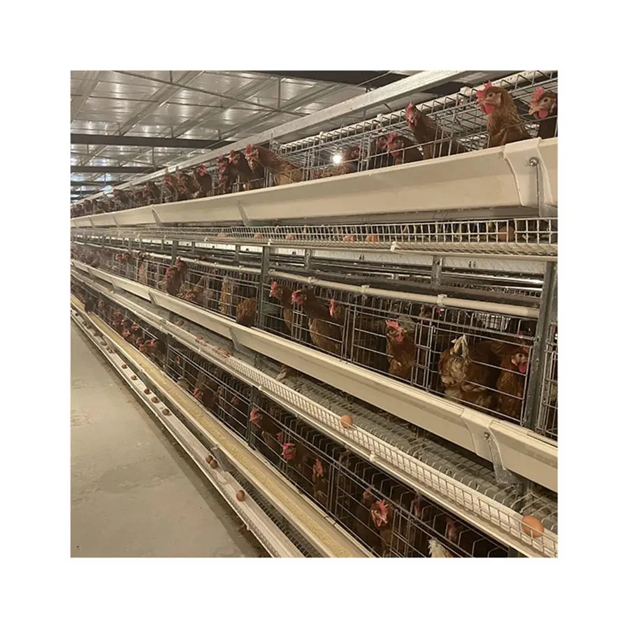 Cages pour poules pondeuses avec abreuvoir automatique Bon marché Ensemble complet Cailles Oiseaux