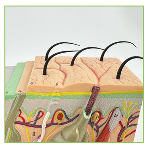 Medical 3D PVC Manikin Enlarged <strong>Human</strong> Layered Anatomy Model for Teaching and Scalp Structure Study Skin Tissue Structure Model - Product Image 5