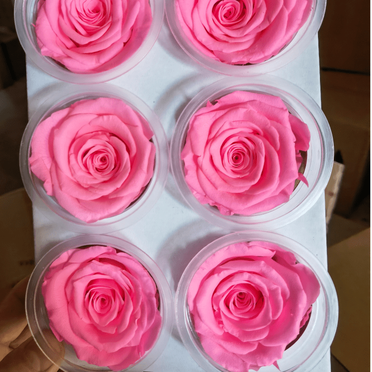 rosa brillante