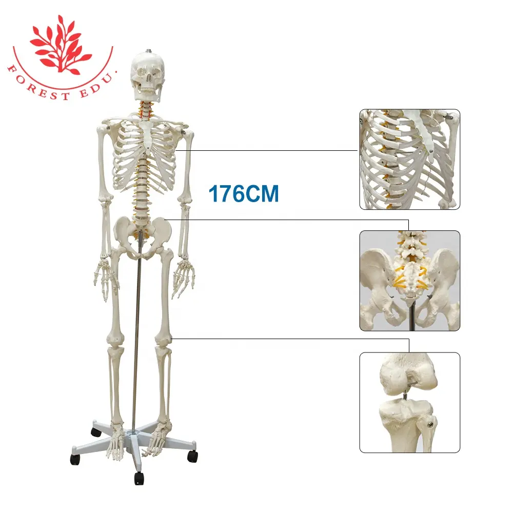 FORESTEDU modello di scheletro di dimensioni naturali 3D 176cm scienza medica dell'osso di tutto il corpo umano per attrezzature educative