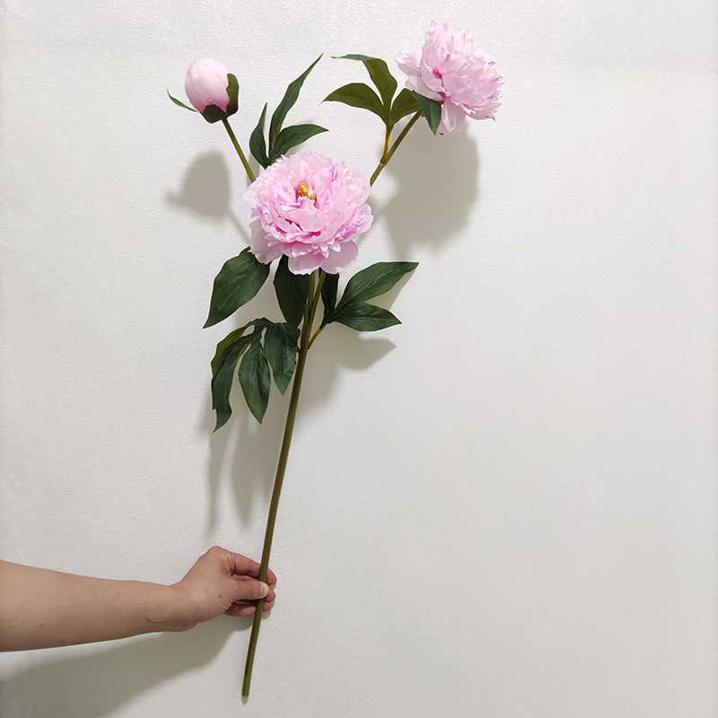 rose 3