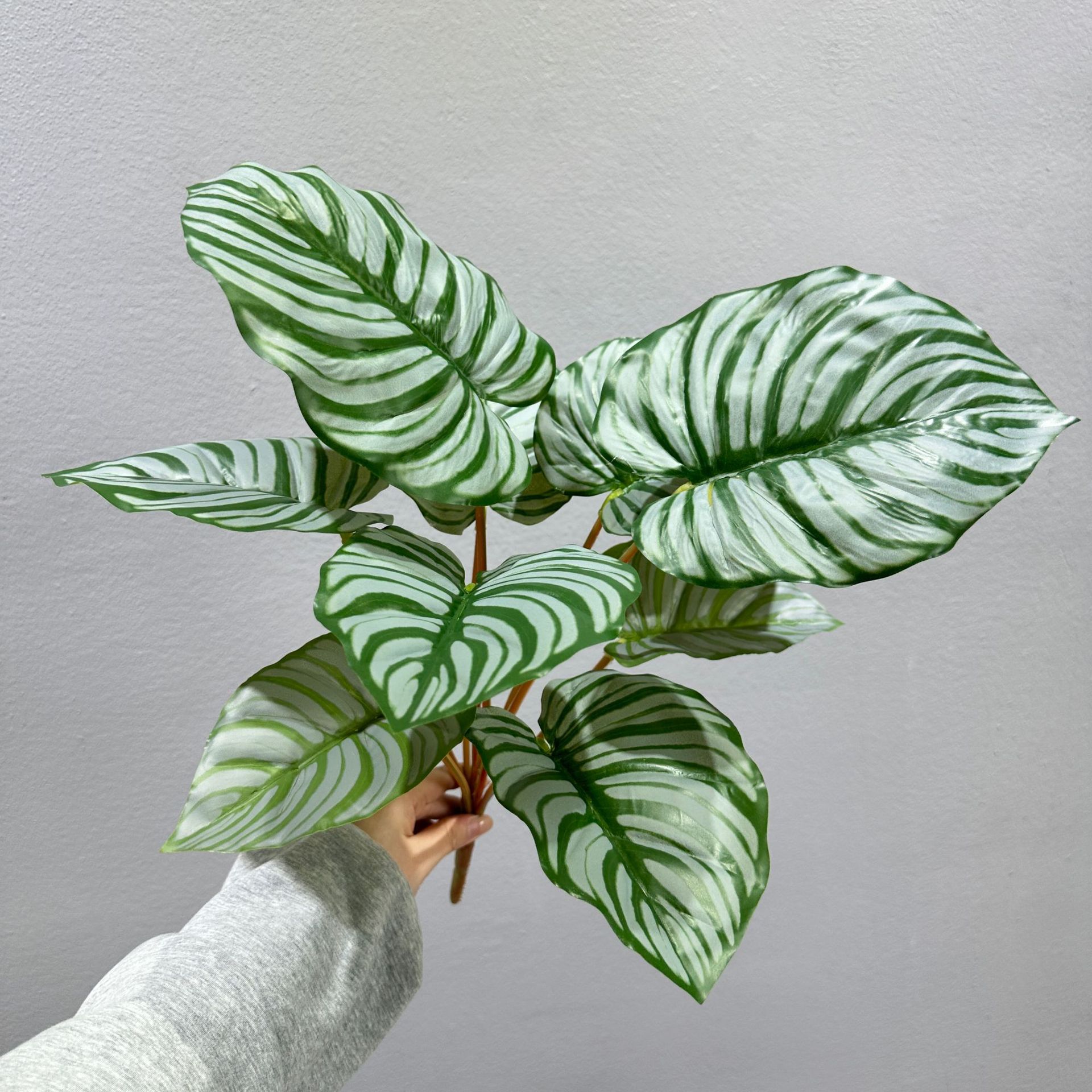 9 feuilles de pommier vert vert