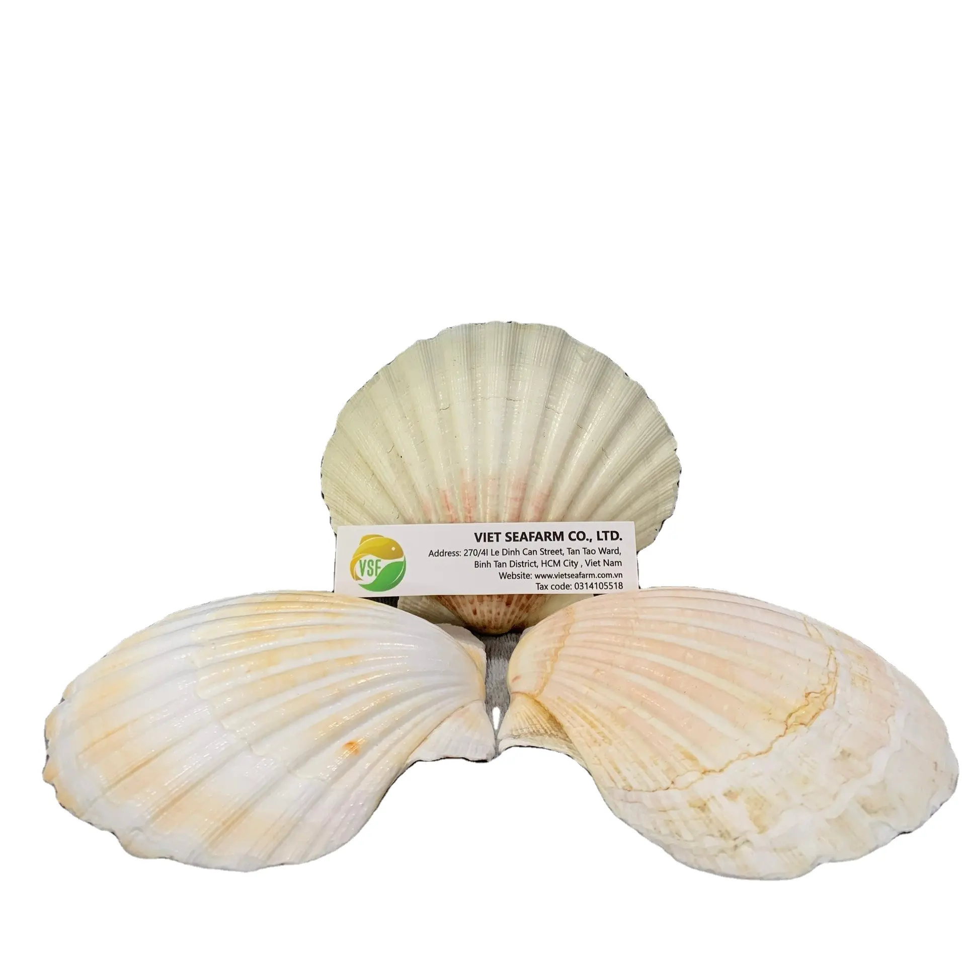 Meilleur choix de coquilles Saint-Jacques naturelles du Vietnam-Articles de décoration de haute qualité Prix spécial Échantillon en gros disponible