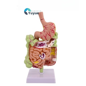 结肠盲肠直肠十二指肠的大肠病理学模型用于人PVC胃肠道解剖的训练