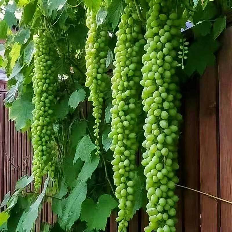 17# Fruit vert