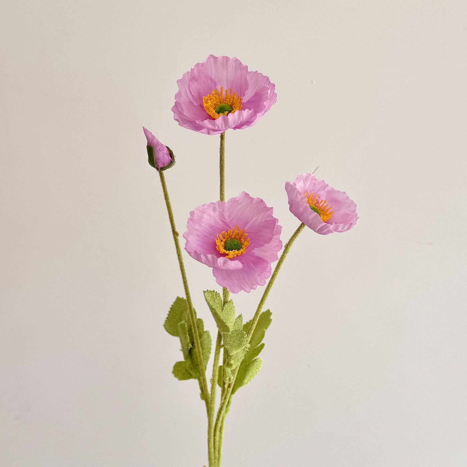 Viola