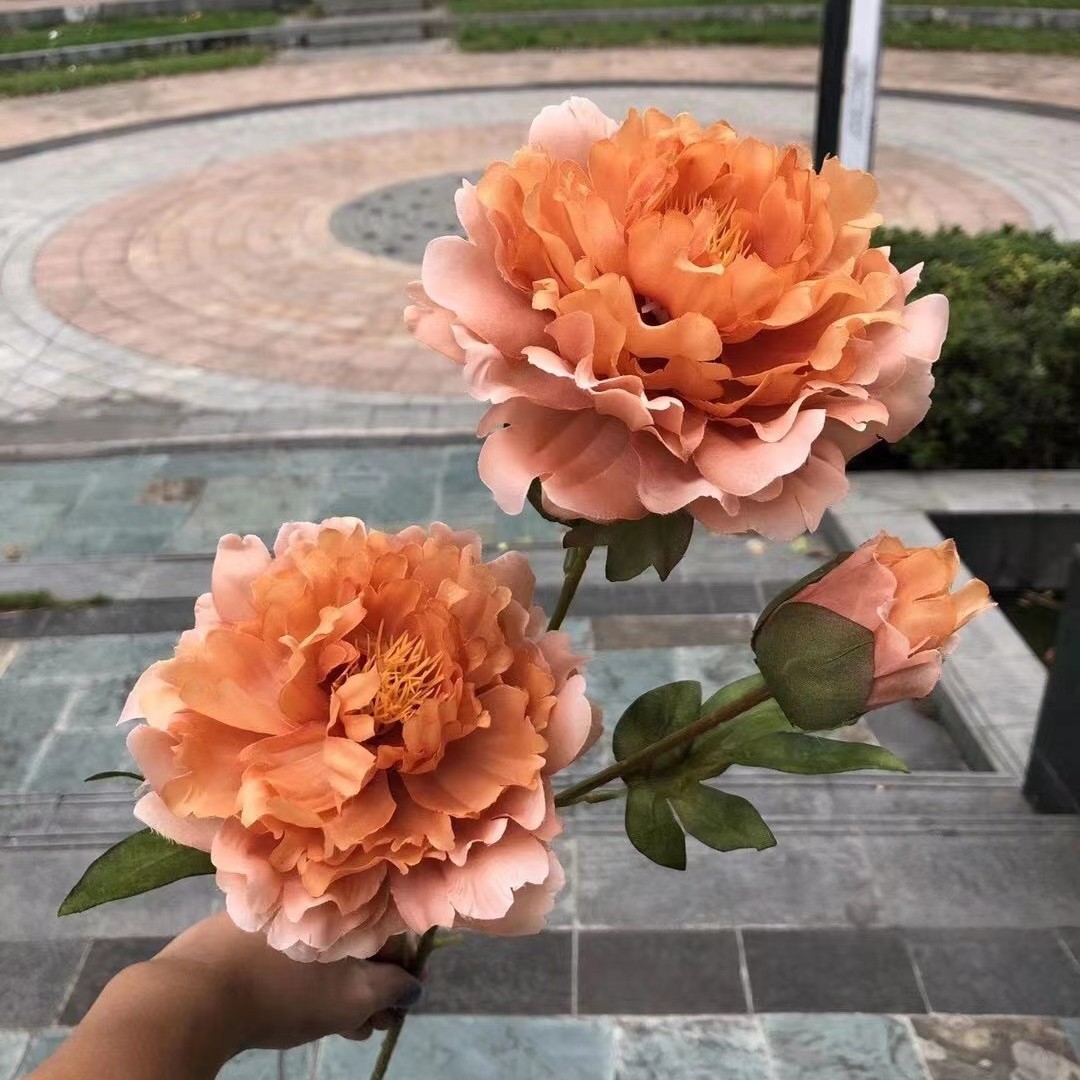Pivoine orange de bon augure
