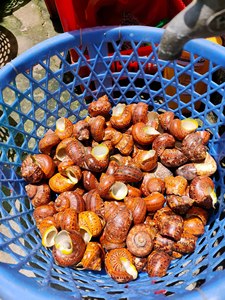 磨かれた天然巻き貝の殻DIY装飾用の大きなカタツムリ海のカタツムリ