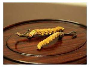 Гарантированное качество, уникальный Экстракт икры Paecilomyces Hepiali, кордицепс, сушеный - Product Image 4