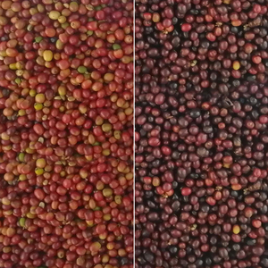 Clasificador de Color de cereza de café Mini clasificador de Color Proveedor Clasificador de Color de grano de café Máquina clasificadora de granos de cacao - Product Image 5