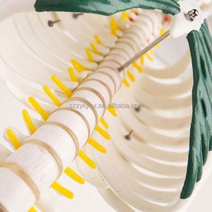 Omurga sinirleri ile 85cm detaylı insan iskeleti anatomik modeli eğitim tıbbi bilim aracı - Product Image 5