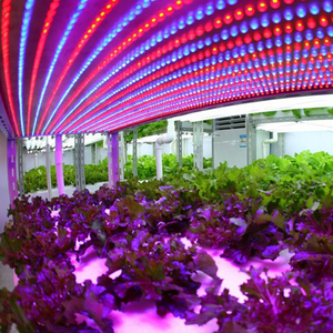 2FT/3FT/4FT LED Grow Light 13W/18W T8 V รูปร่างหลอด LED,Linkable LED เติบโตแสงสำหรับผักดอกไม้และสตรอเบอร์รี่ - Product Image 6