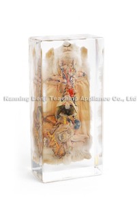 Hete Verkoop Dierlijke Specimens Hars Dissectie Educatief Voor Schoolvissen Vergelijkende Monster Taxidermie Epoxyhars - Product Image 6