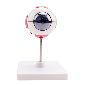 <strong>Human</strong> Eye Structure Model Medical Science Education Anatomical 3X <strong>Human</strong> Eye Model - Product Image 2
