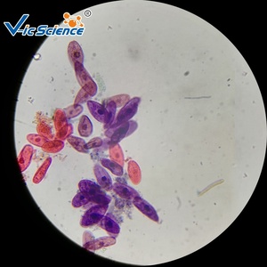 Portaobjetos preparados para microscopio, Laboratorio de Investigación de enseñanza, protozoos y algas, juego de portaobjetos de microscopio de calidad, 20 portaobjetos de Biología - Product Image 4