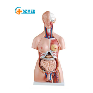 Medical Teaching 85cm and 23 Parts <strong>Human</strong> Unisex Torso Model PVC <strong>Human</strong> Anatomy Model for Teaching Use - Product Image 1