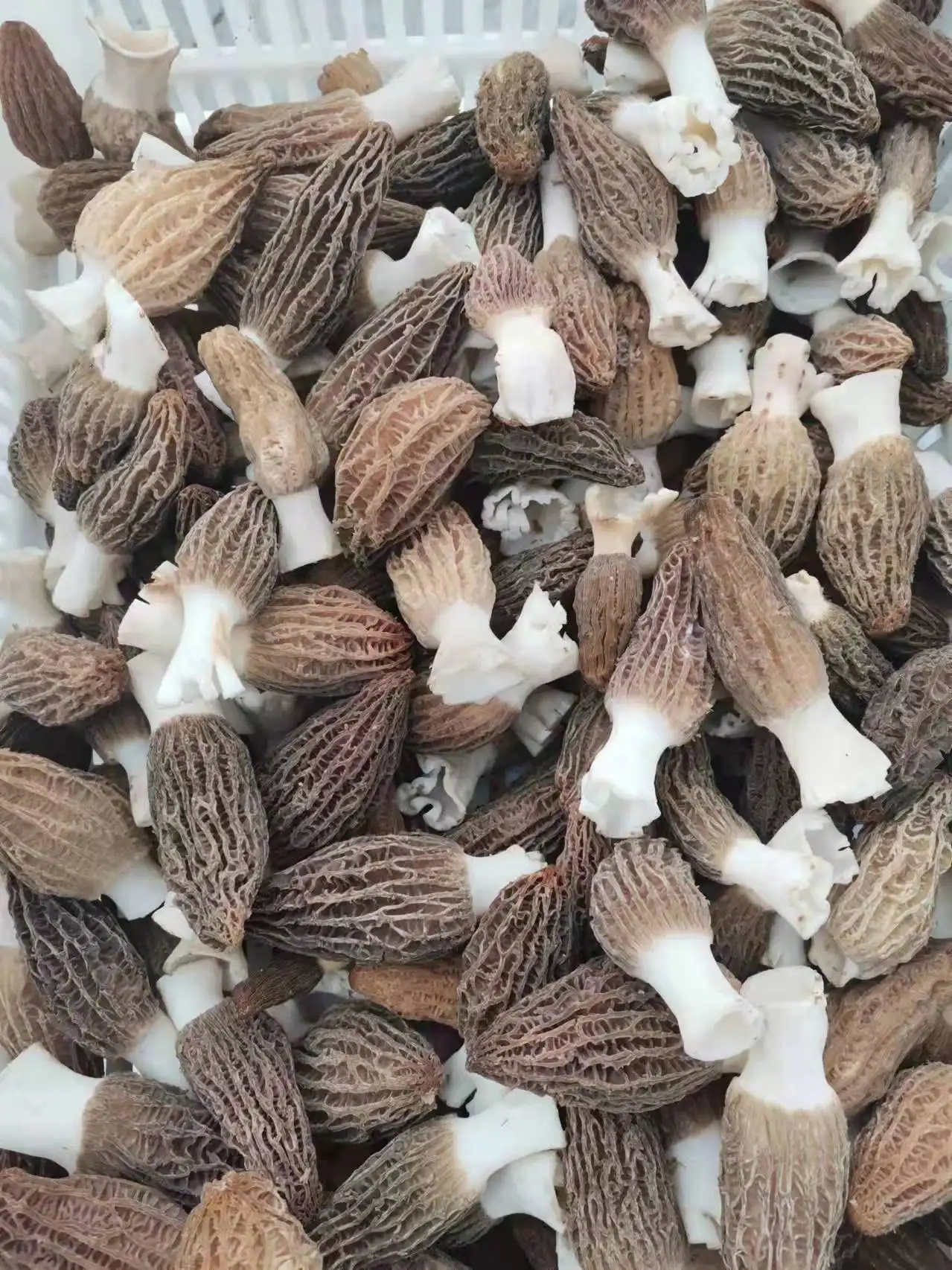DETAN 2022 Good Quality Fresh Natural Stem Wild Morel Morchella Conica Mushroom Price