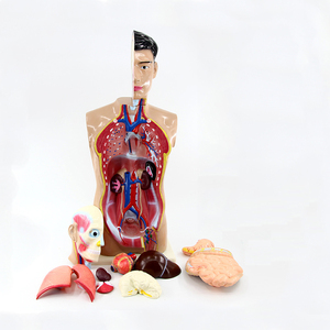 SY-N017 Medical <strong>Human</strong> Anatomical Model Silicon Model Medical Teaching 85cm 19 Parts Male Torso Model