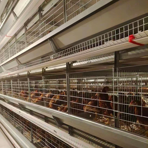 インテリジェント産卵鶏ケージシステム家庭用に使用される大規模自動鶏飼育装置 - Product Image 5