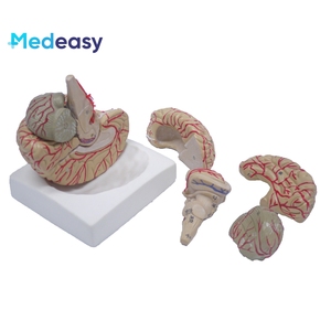 Modello di insegnamento della struttura dell'organo umano del modello di anatomia del cervello umano, il cervelletto può essere smontato - Product Image 6
