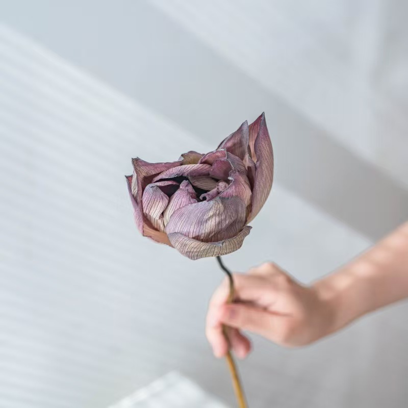 Natural-stem Sharp-petaled Lotus