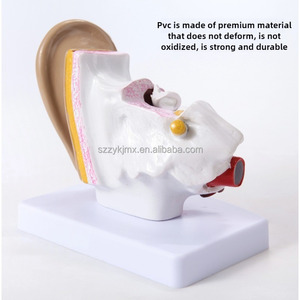 Tıbbi bilim için 1.5x genişlemiş anatomik 3D İnsan kulak modeli dış orta iç kulak teşhir tabanı - Product Image 4