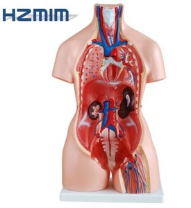 Tıbbi bilim için insan anatomik % Torso modeli doğru insan vücudu modeli - Product Image 3